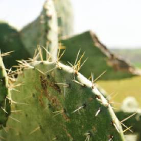 The cacti that grows on the land my husband's family owns in Morocco is gorgeous!